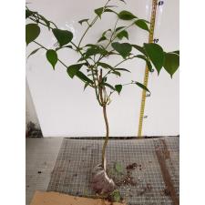 Jasminum decipiens. 448