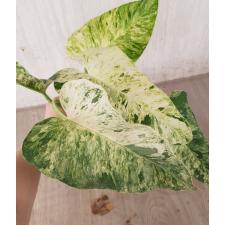 philodendron giganteum variegated pot