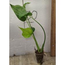 Алоказия кукулата золотая / Alocasia cucullata gold (S)