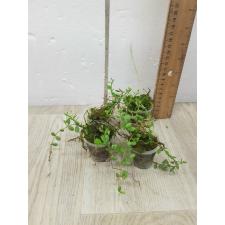 Dischidia sp.603 s pot