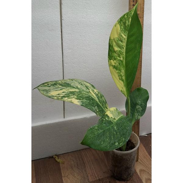 Диффенбахия сп. желтая варегатность / dieffenbachia sp Yellow variegated (S)
