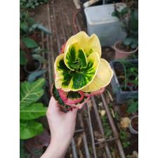 Codiaeum B-11 Rose