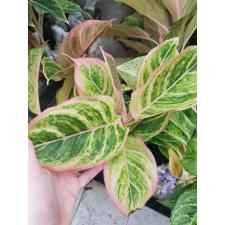 Aglaonema Pinky Pie A-47