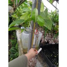 Gardenia gjellerupii 420