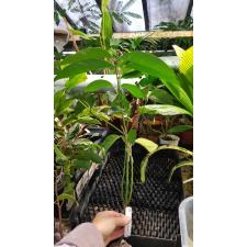 Randia sp.(T02) Posoqueria latifolia