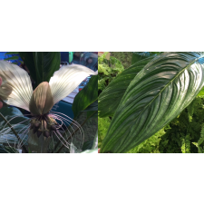 Tacca chantrieri (white and giant flower) 267