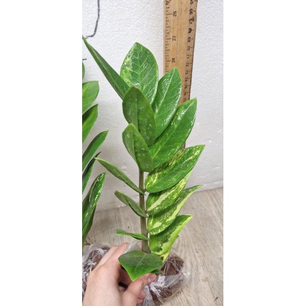 Zamioculcas zamiifolia variegated (short leaf)