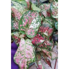 Aglaonema Tri colors A-110