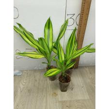 Dracaena sp. yellow variegated s