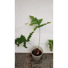 Phlebodium aureum var. undulatum.