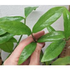 Замиокулкас замифолия (Длинный лист) / Zamioculcas Zamiifolia (Long leaf)