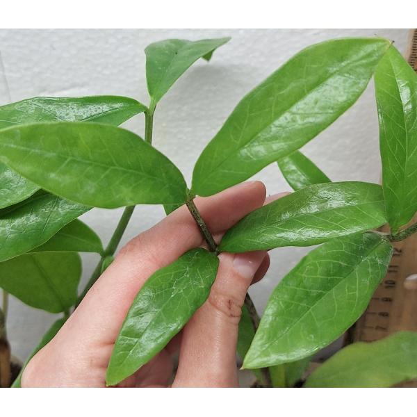 Замиокулкас замифолия (Длинный лист) / Zamioculcas Zamiifolia (Long leaf)