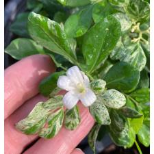 Murraya paniculata (white variegated) 328
