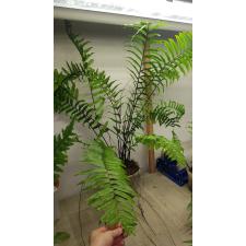 Нефролепис бисеррата 'Гиганский лист' / Nephrolepis biserrata 'Giant leaf'