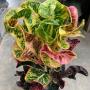 Codiaeum Chalong Chai.