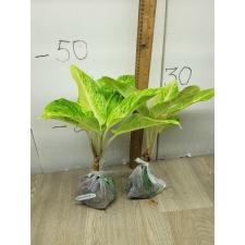 Aglaonema Sun drop A-38