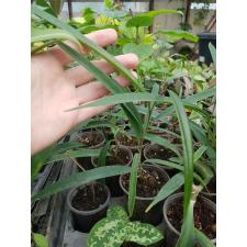 Ficus Alii S pot 200p