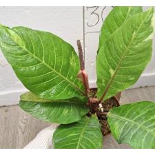 Антуриум варегатный / Anthurium variegated