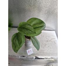 Scindapsus Moonlight variegated 01 д
