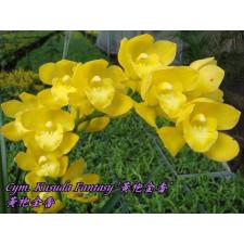 Цимбидиум Кусуда Фэнтези / Cym. Kusuda Fantasy