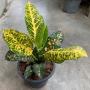 Codiaeum Norton