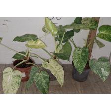 Филодендрон Гигантеум варегатный. / philodendron giganteum variegated pot