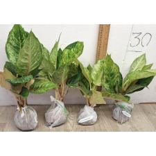 Аглаонема Пракайпет Гибрид. / Aglaonema Prakaipet hybrid A-65