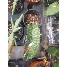 Sansevieria Dragon Jade (M) 653