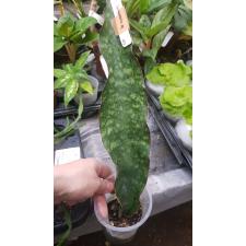Sansevieria grandis zuluensis 652