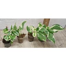 Сциндапсус пиктус Н'Джой / Scindapsus pictus 'N'Joy' (S)