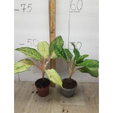 Aglaonema Frozen black A-27 pot