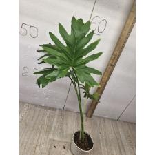 philodendron selloum bipinnatifidum pot 650p