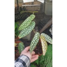 begonia maculata