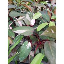 Philodendron Pink Princess (wide) 2.5"