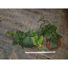 piper sp pot