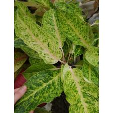 Aglaonema Laksubtong A-53