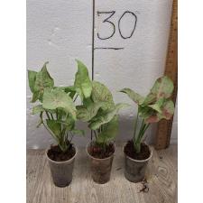 Syngonium 'Pink Spot' 