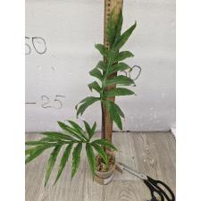 Alocasia brancifolia Pink Passion 