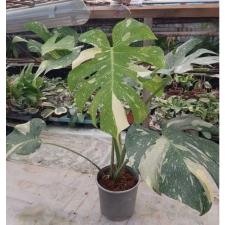 Monstera deliciosa 'Thai Constellation' 6 lev pot 4500p