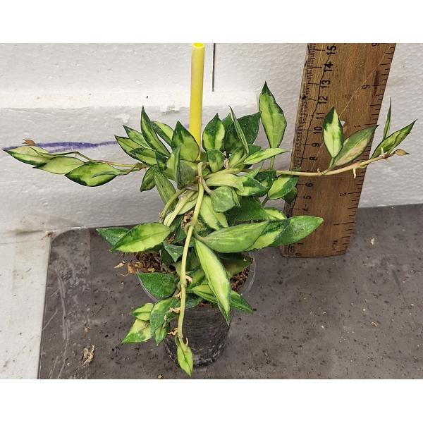Хойя лакуноса (Желтая варегатность) / Hoya lacunosa (yellow variegated)(S)(#976)