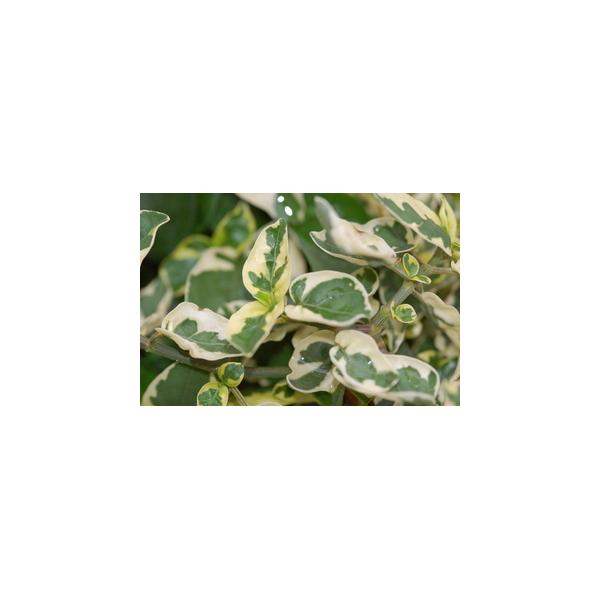 Асистация гангетская вариегатная / Asystacia gangetica variegata