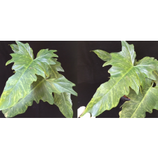 Philodendron 'Lime Fiddle'.