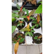 philodendron red sun 7 cm pot 700p