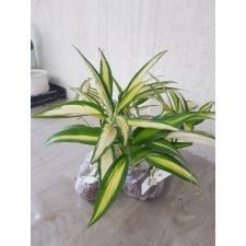 Chlorophytum sp. ‘Charlotte 47