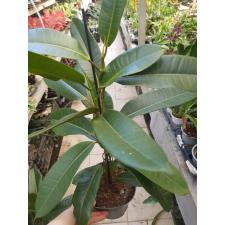 Ficus Americana Subsp. Guianensis P17