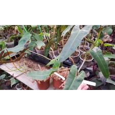 Philodendron billetiae (yellow petiole) 563
