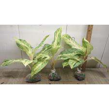 Aglaonema Rayong Gold