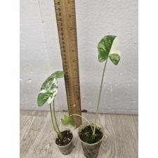 Colocasia gigantea (Leucocasia gigantea)(white variegated) S