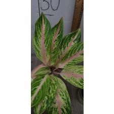 Aglaonema Malaitong A-44 Мутация