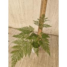 Davallia sp solida белый стакан